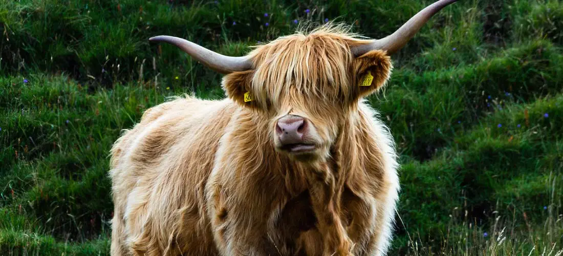 Everyone looks for a highland cow on their campervan trips